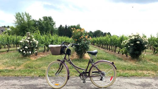 Passear de bicicleta por vinículas-blog-cmoestv
