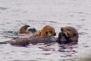 As Lontras marinhas retornam para o Canadá-mompup-blog-camoestv