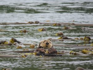 As Lontras marinhas retornam para o Canadá-eating-blog-camoestv